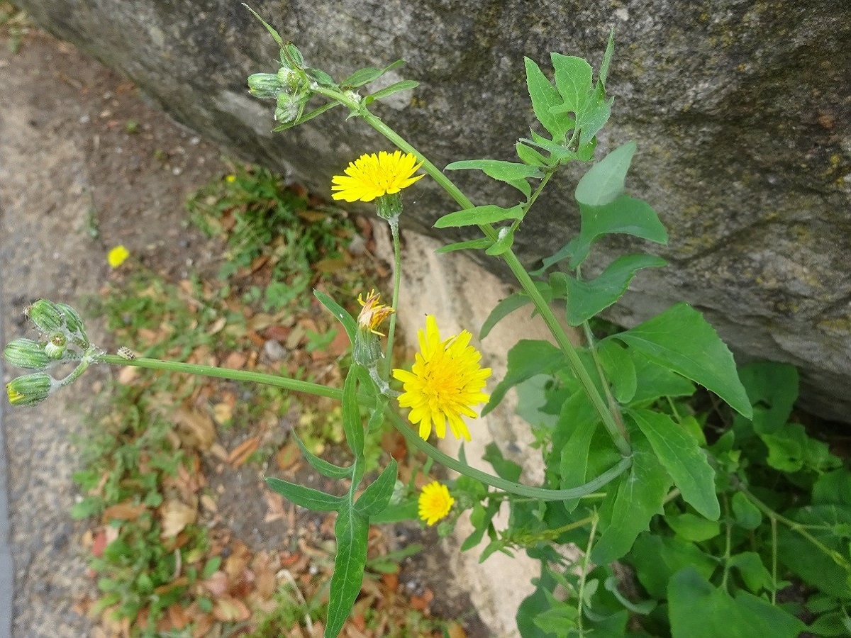 Sonchus oleraceus (Asteraceae)